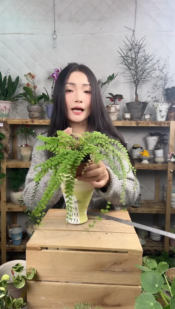 无花朵855曼舞铁线蕨育苗盆