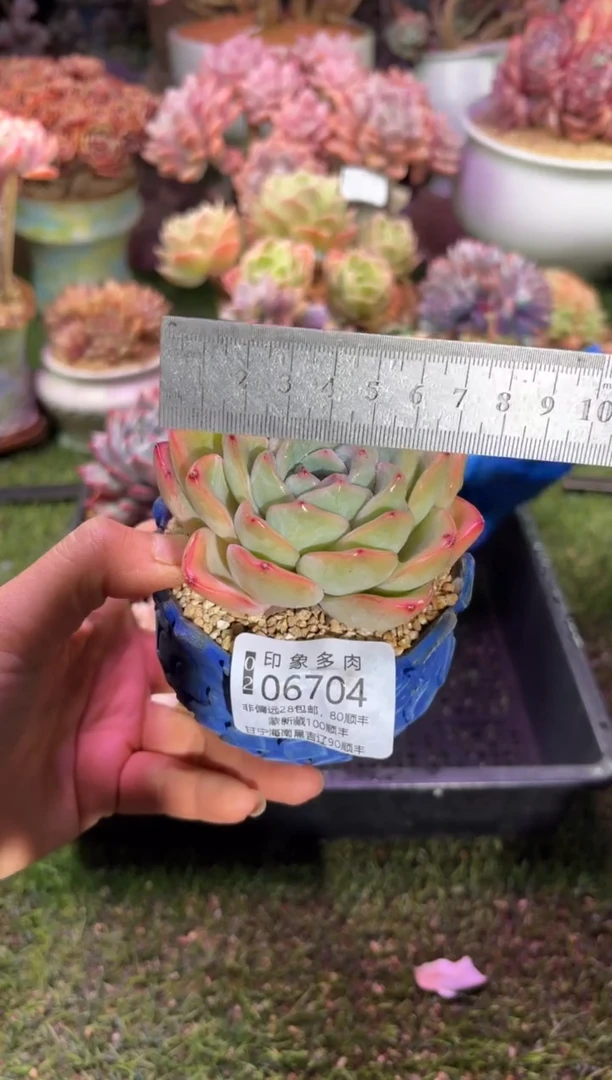 【闪购商品】06704脱土带盆