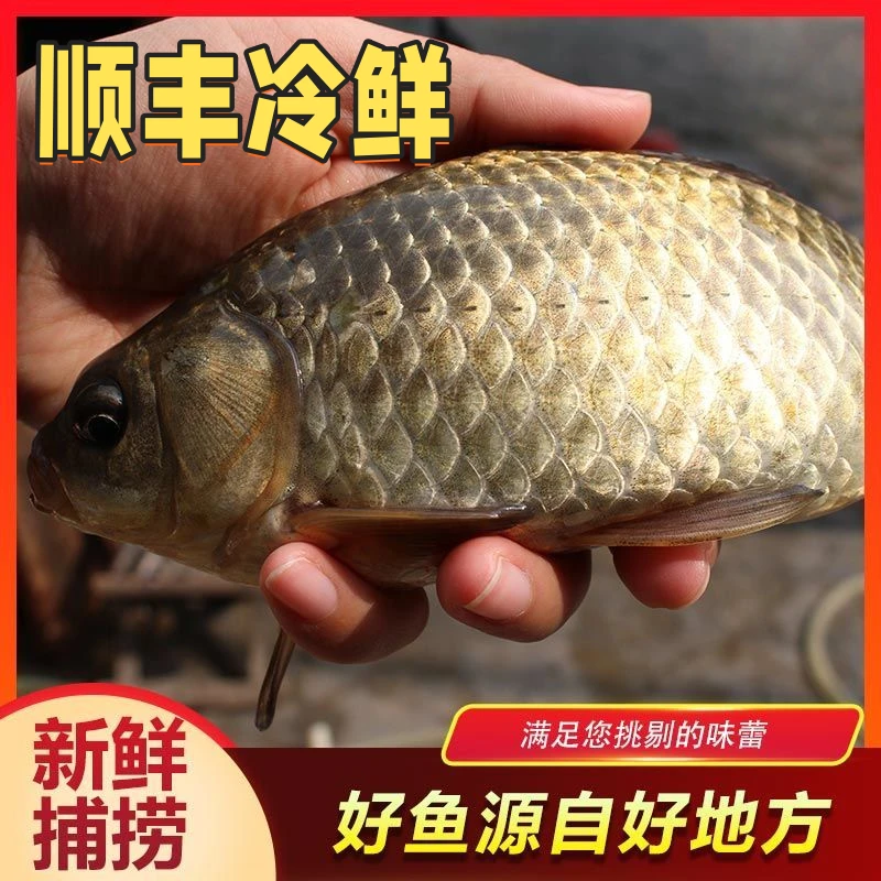 顺丰冷鲜明天到/野生微山湖鲫鱼【5斤大小混装】新鲜纯野生土鲫鱼孕妇儿童月子煲汤餐馆鲜鱼保鲜不包活明日达