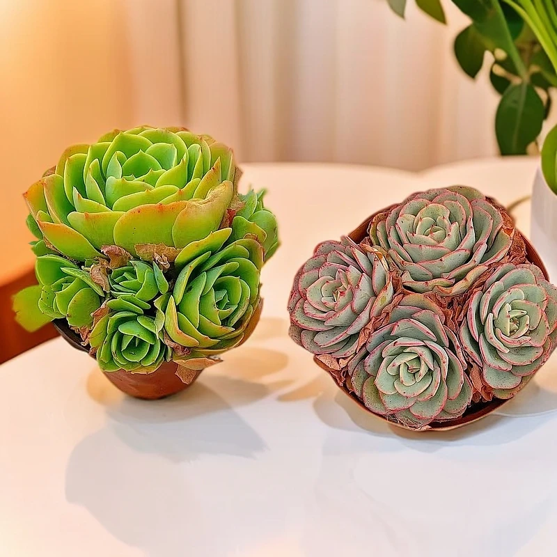 柠檬玫瑰+奶油黄桃 整装带盆   经典多肉植物【满15包邮】 新手好养