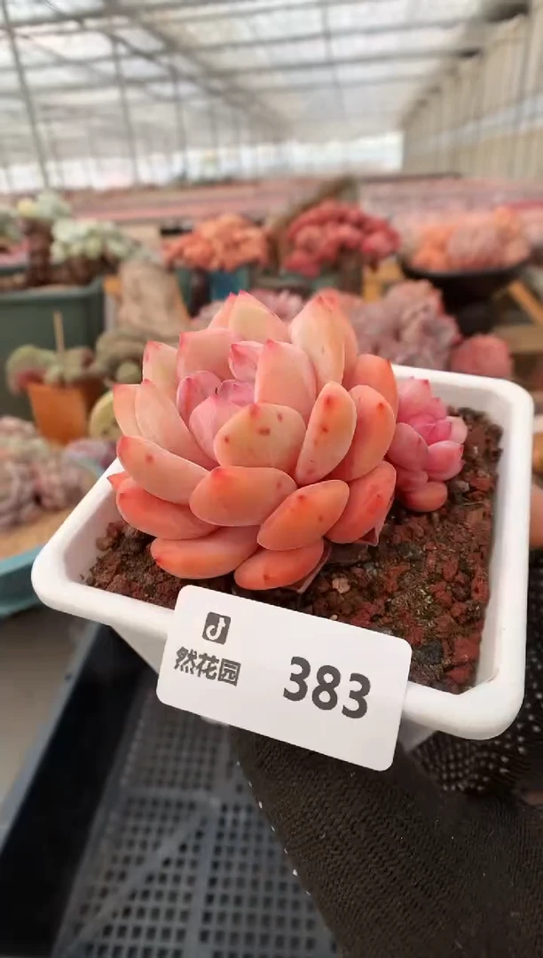 【闪购商品】383橘子梦露一物一拍