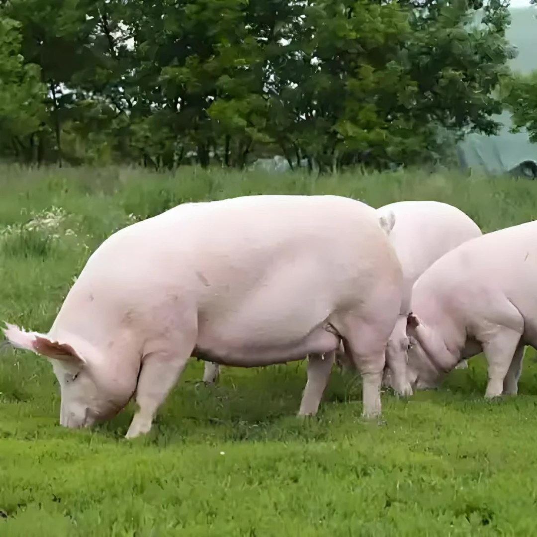1号链接 恩施高山土猪肉 放心肉
