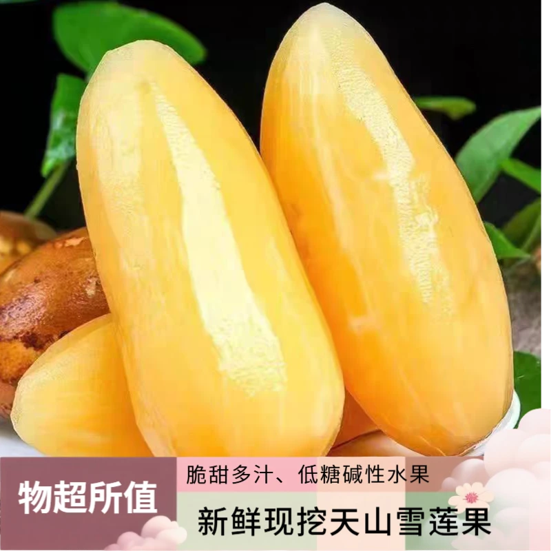 [低糖]云南天山黄心雪莲果现挖脆甜多汁新鲜应季孕妇水果3/5/9斤
