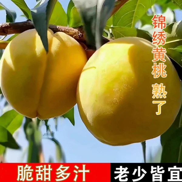 贵州石阡黄桃现摘正宗锦绣黄桃做罐头桃孕妇桃酸甜果园现摘直发