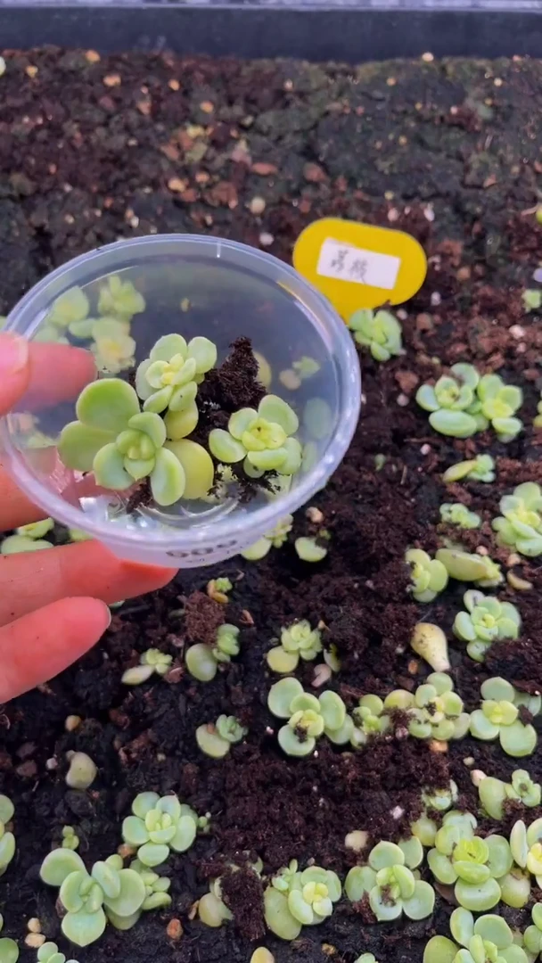 609荔枝多肉植物多肉植物