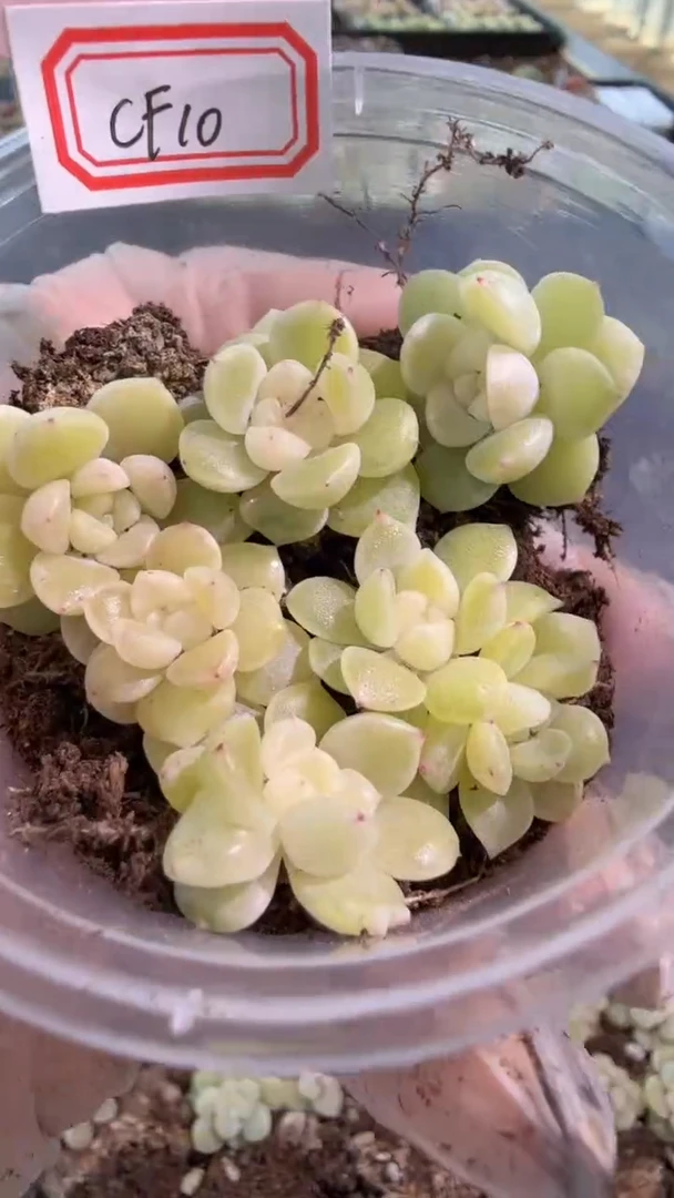 CF10 小圆盒1盒 6颗量拍多肉植物