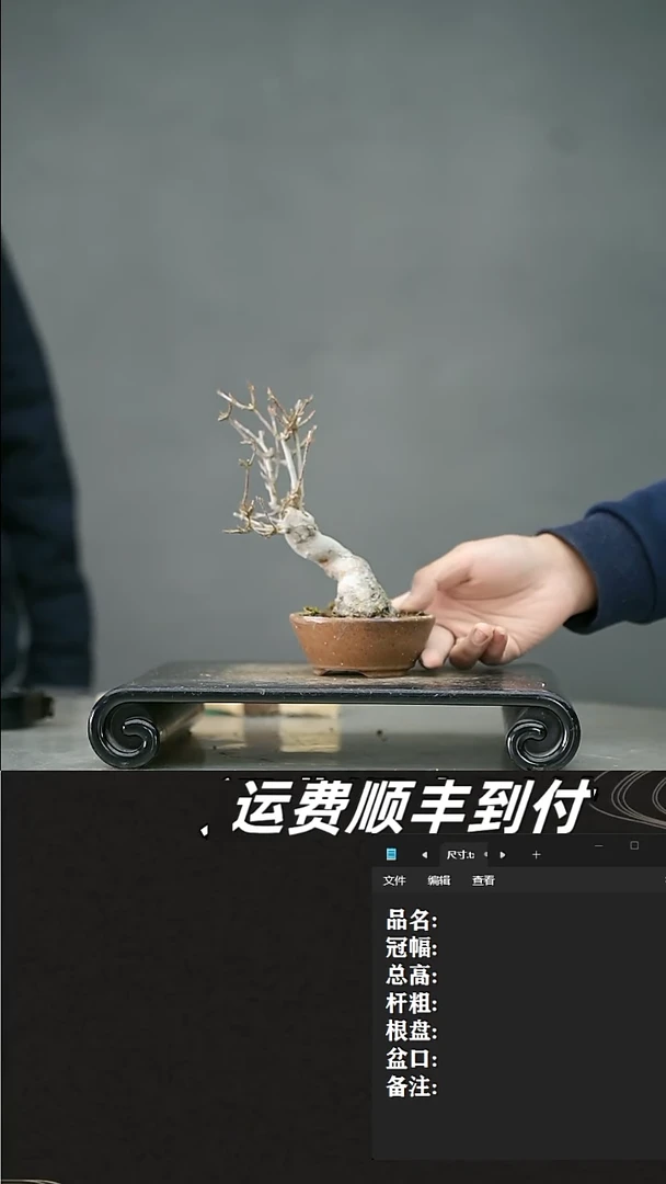 【闪购商品】74唐枫