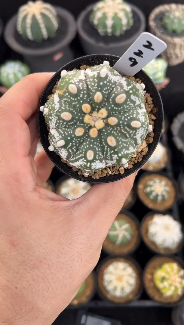 圣诞美纹实生星兜编码229