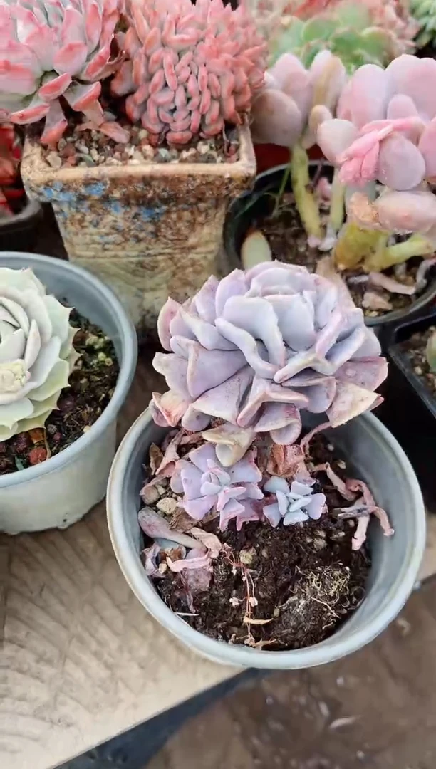 【闪购商品】21378