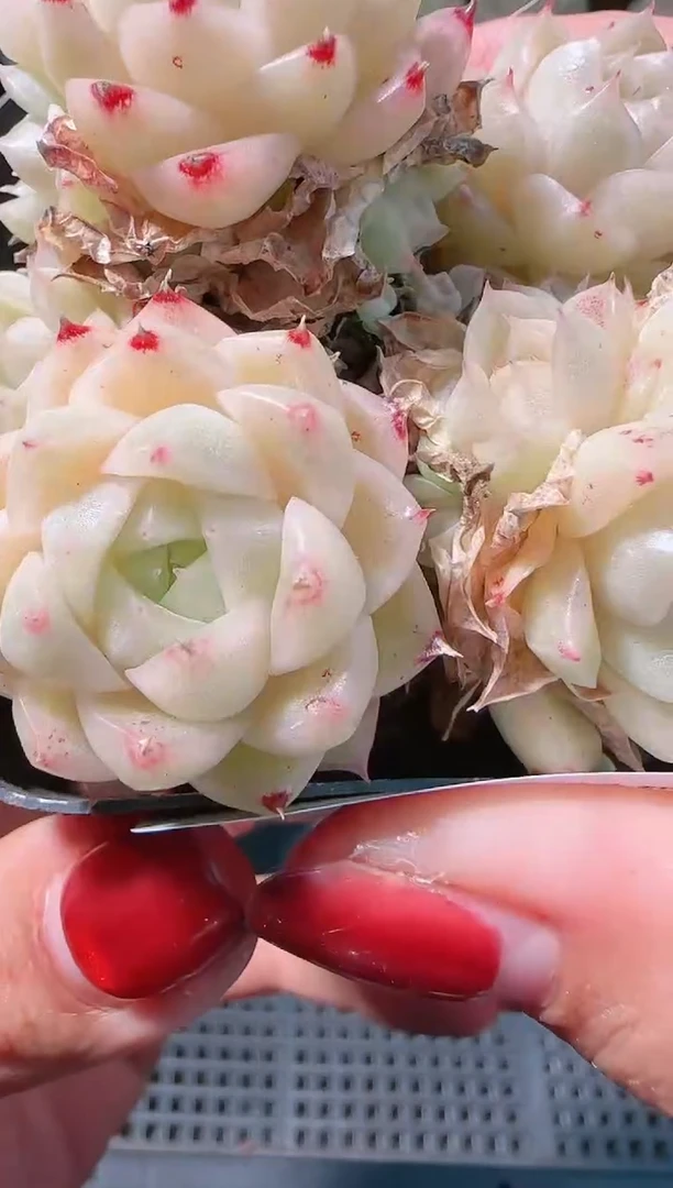 1203-487多肉群生不包整