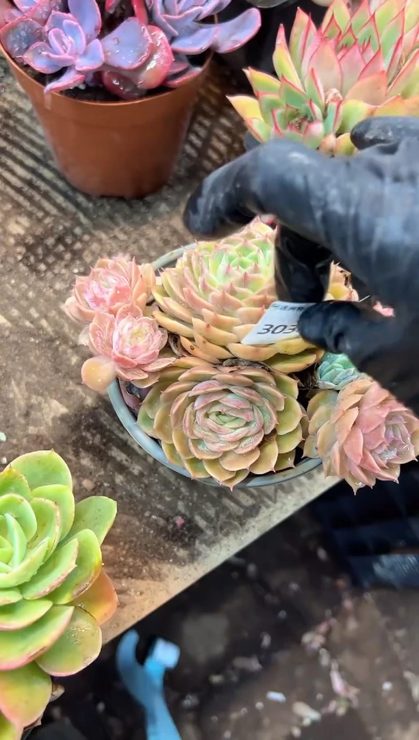 小*芝多肉植物一物一拍30367