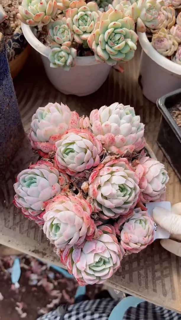 【闪购商品】06339