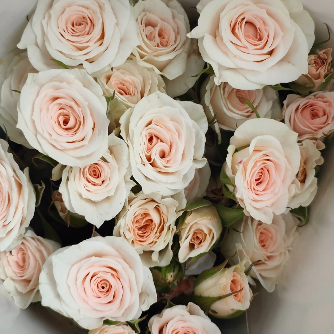 【高雅白】玫瑰2单正价包邮 偏远地区有运费 云南鲜花直发