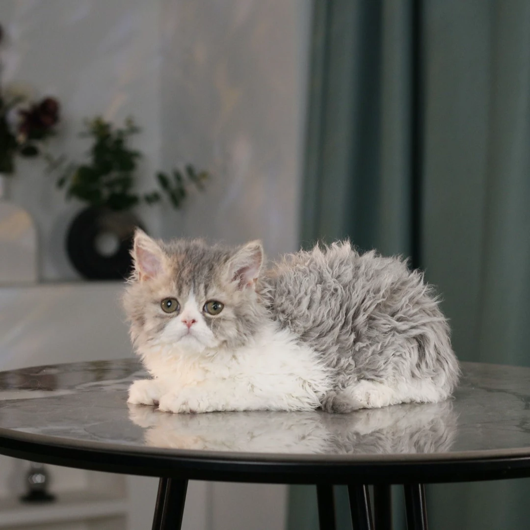 赛尔凯克卷毛猫活体猫咪蓝金加白弟弟
