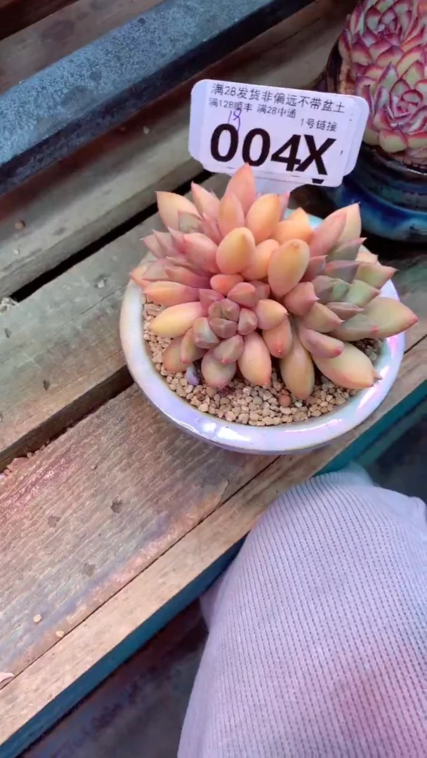 004X 象牙缀 （一物一拍实付满28发货，默认不带盆土）