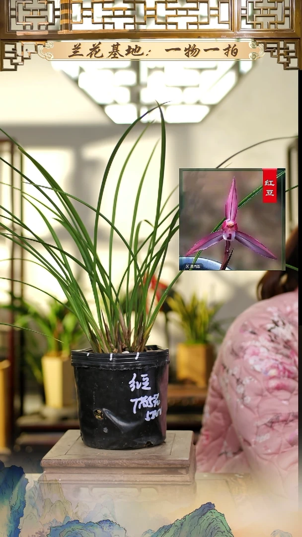全部花苞红豆7苗5花苞随单