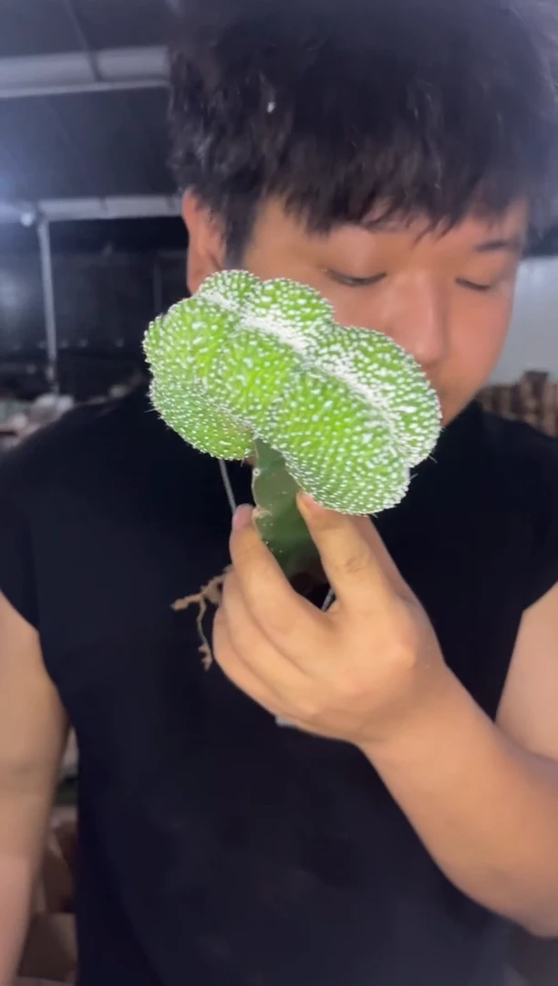 松露玉 缀化【嫁接】