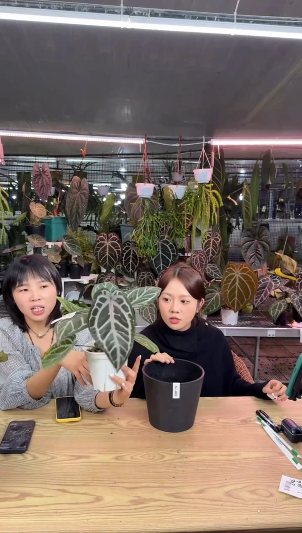 完全开放745  绝绝紫