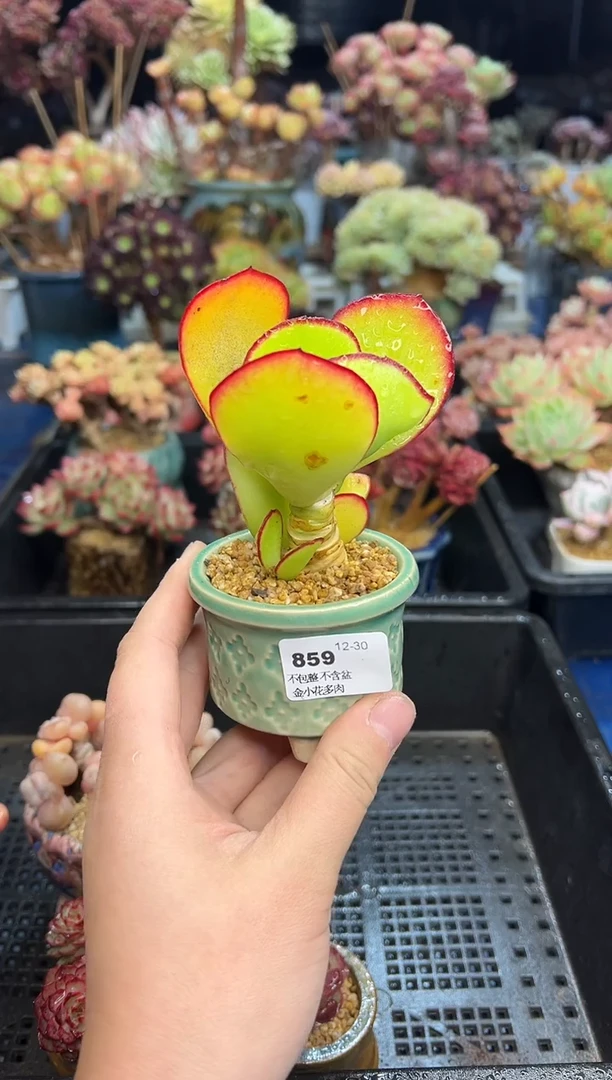 【闪购商品】859不带盆