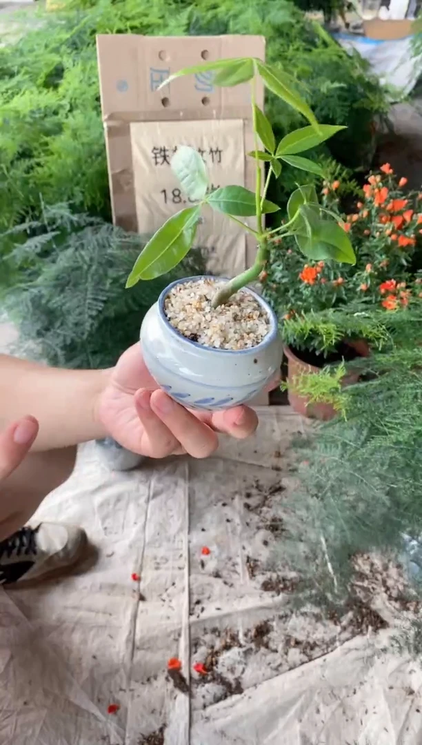 不开花植物奇趣发财树