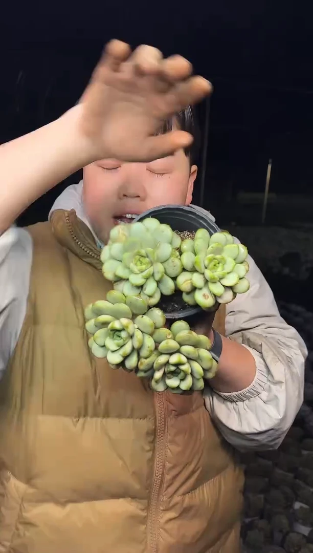 双头起葡萄2颗3.99