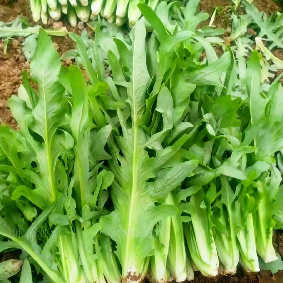 博白脆甜麦菜种子 白梗花芽甜唛种籽不招虫简单易种甜脆软嫩