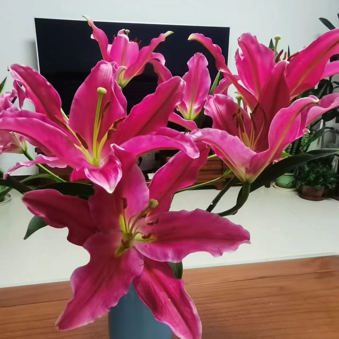 【六哥花卉】【红中红10 朵香水百合】 全场鲜花两单京东空运