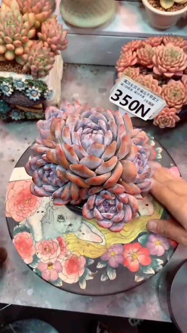 350N  (一物一拍实付满28发货，默认不带盆土）