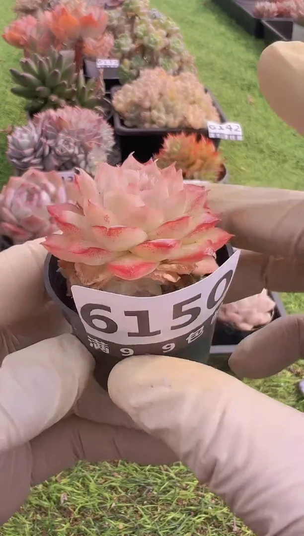 【闪购商品】信福多肉一物一拍