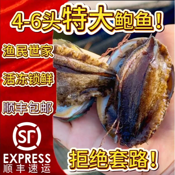 东山岛活冻特大鲍鱼4 - 6头鲍超特大号鲜冻海鲜12-18只3斤