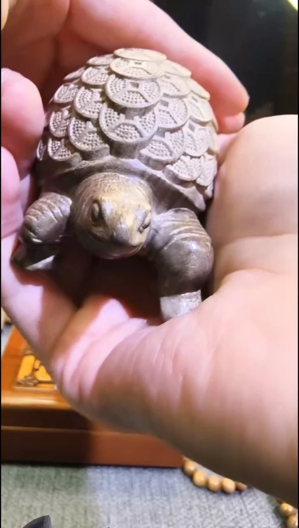 金丝楠      金钱龟