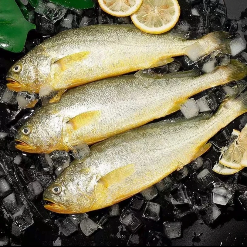 【顺丰发货】②新鲜速冻美味海捕黄鱼 清蒸红烧 肉质鲜嫩200g/条*7条