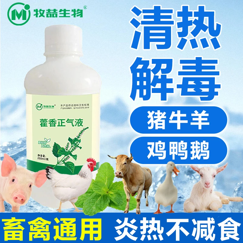藿香正气液兽用冰爽一夏家禽藿香正气鸡鸭鹅猪牛羊饲料添加剂