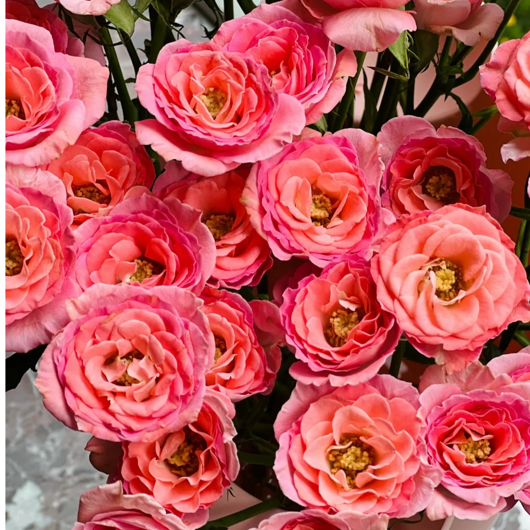 R【高雅爱人】多头鲜切花云南基地直发两单顺丰冷链包邮拒收不售后