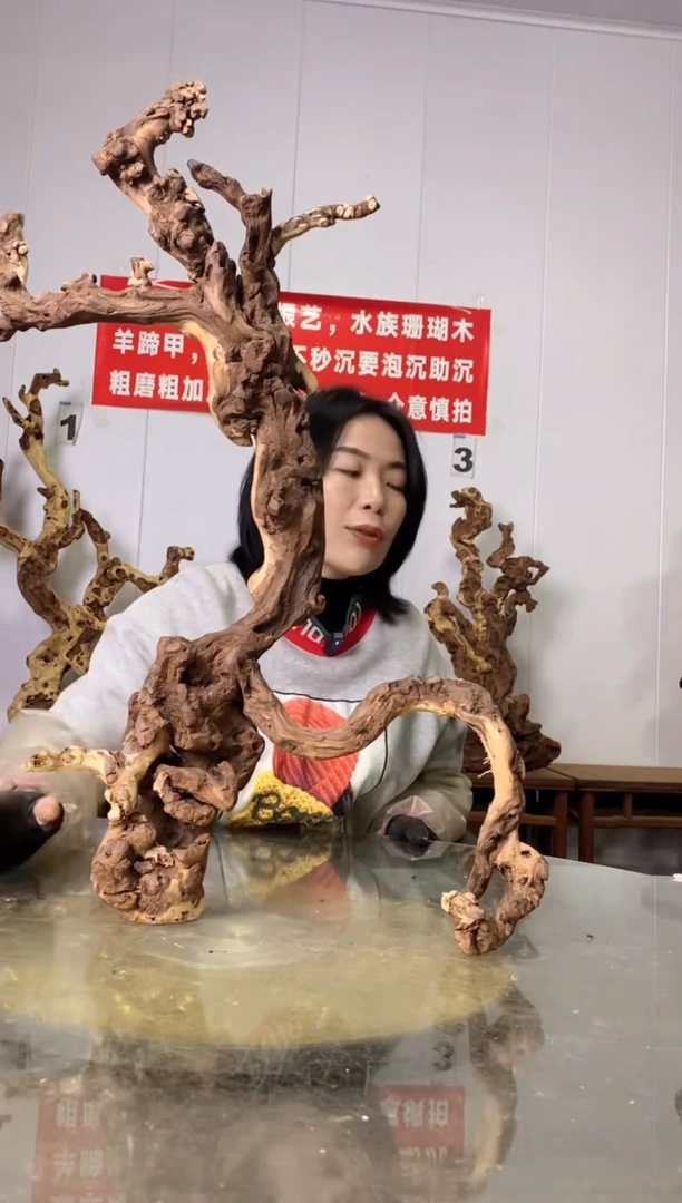 【闪购商品】木69金丝红木 羊蹄甲
