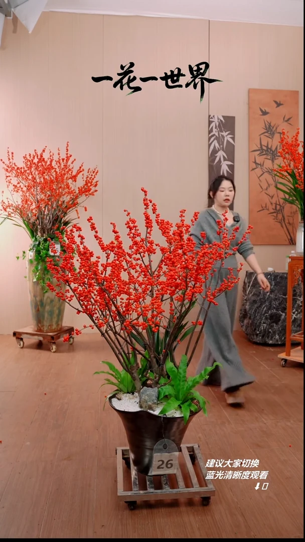完全开放用****2北美冬青链接