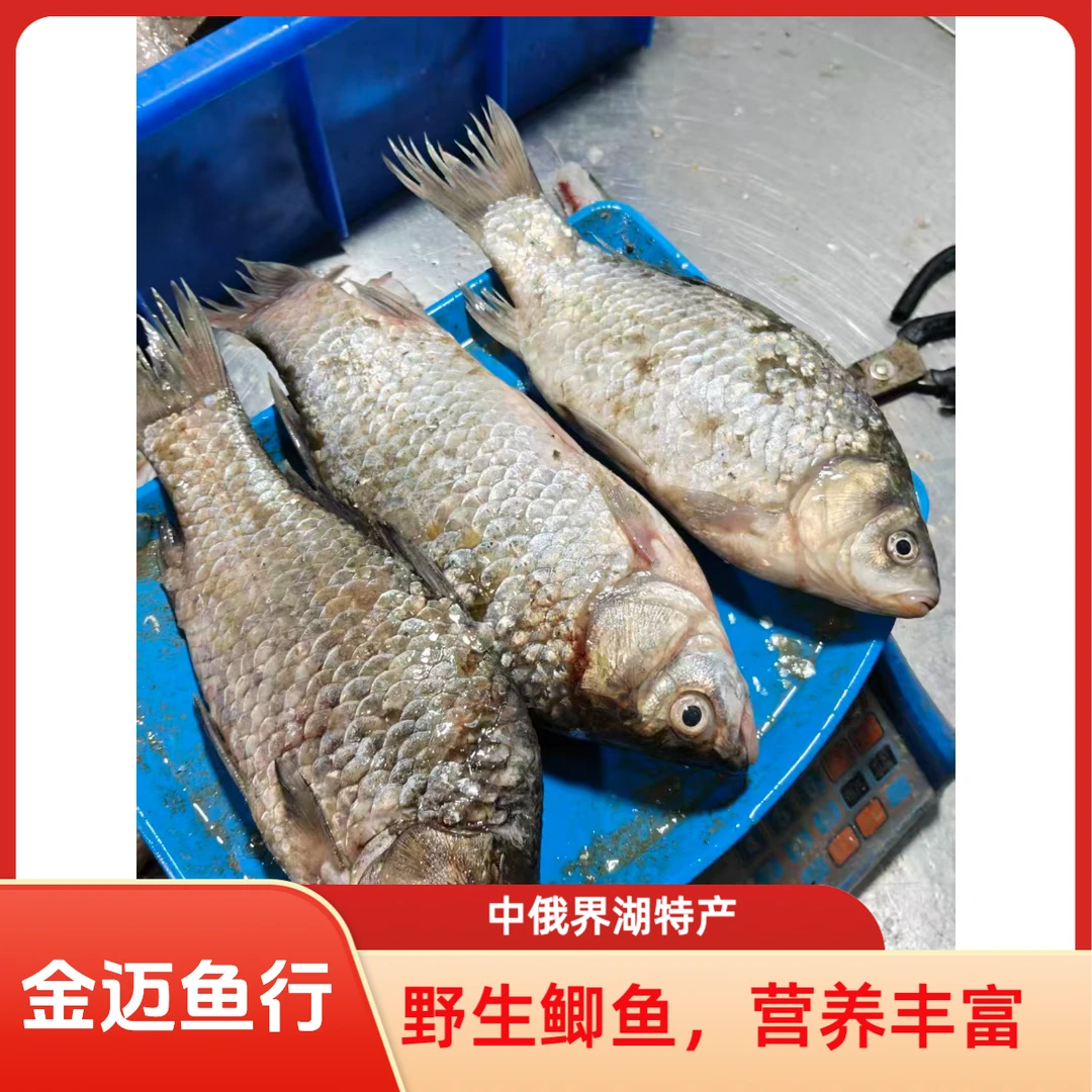 兴凯湖野生鲫鱼·黑吉辽京津冀顺丰包邮