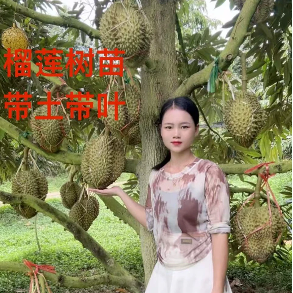 榴莲嫁接树苗金枕猫山王黑刺榴莲果树苗带土带土带叶