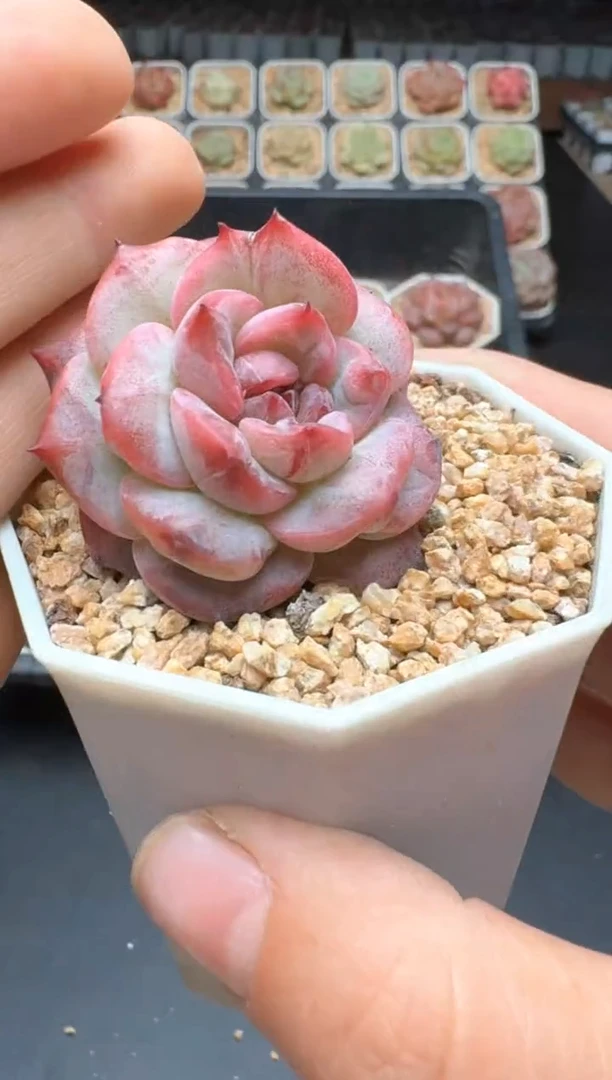 【闪购商品】313C物拍多肉带盆土6.5杯拍3颗包柚