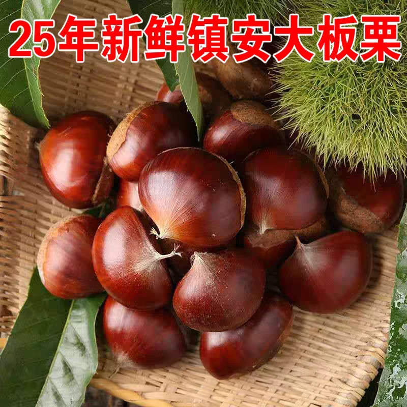 2025新秦岭高山纯野外生板栗新鲜板栗大板栗即食镇安板栗不打药