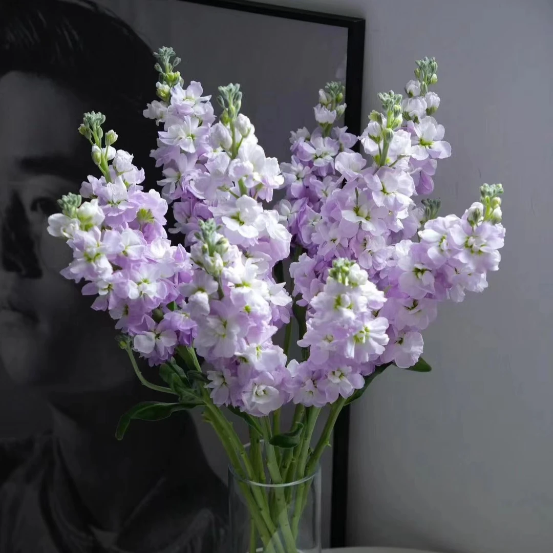 【彩花驿站】紫罗兰（直播间展示为准/10％损耗无售后介意勿拍）