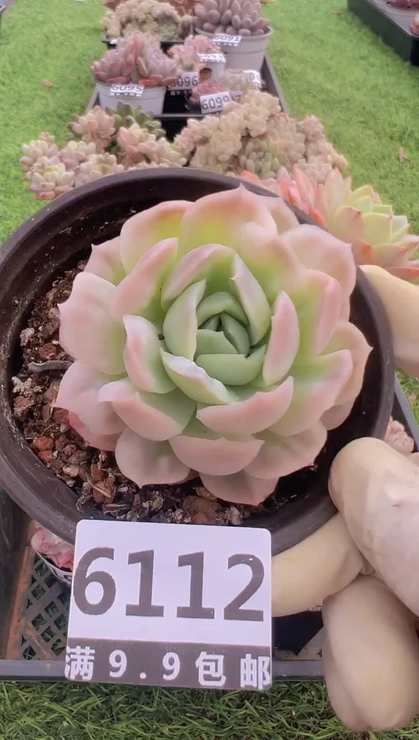 【闪购商品】信福多肉一物一拍