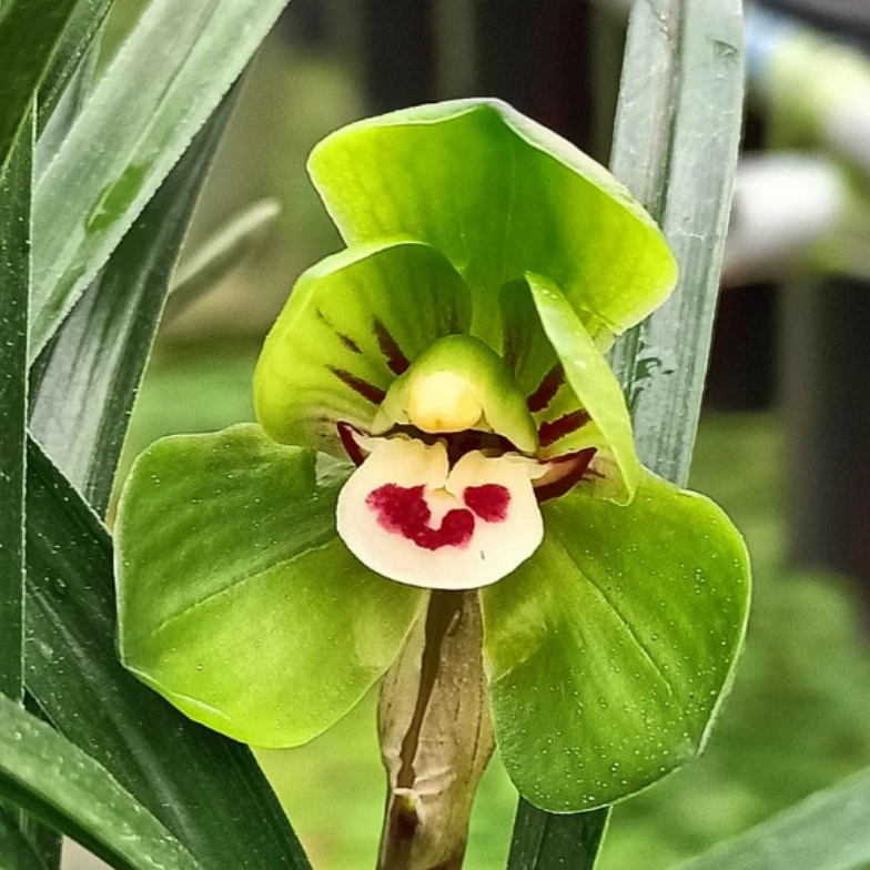 春兰 【环球荷鼎】花期12-3月份 浓香型