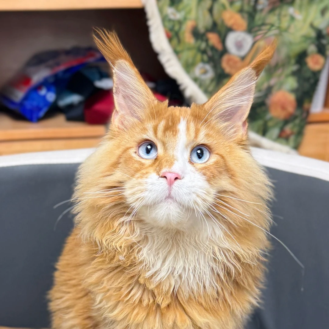 来了姊妹-红白蓝眼缅因猫 弟弟 J25