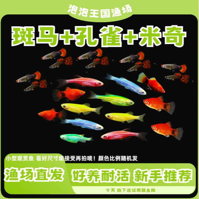【斑马+孔雀+米奇】多彩斑马鱼小型热带淡水观赏鱼好养耐活适合新手