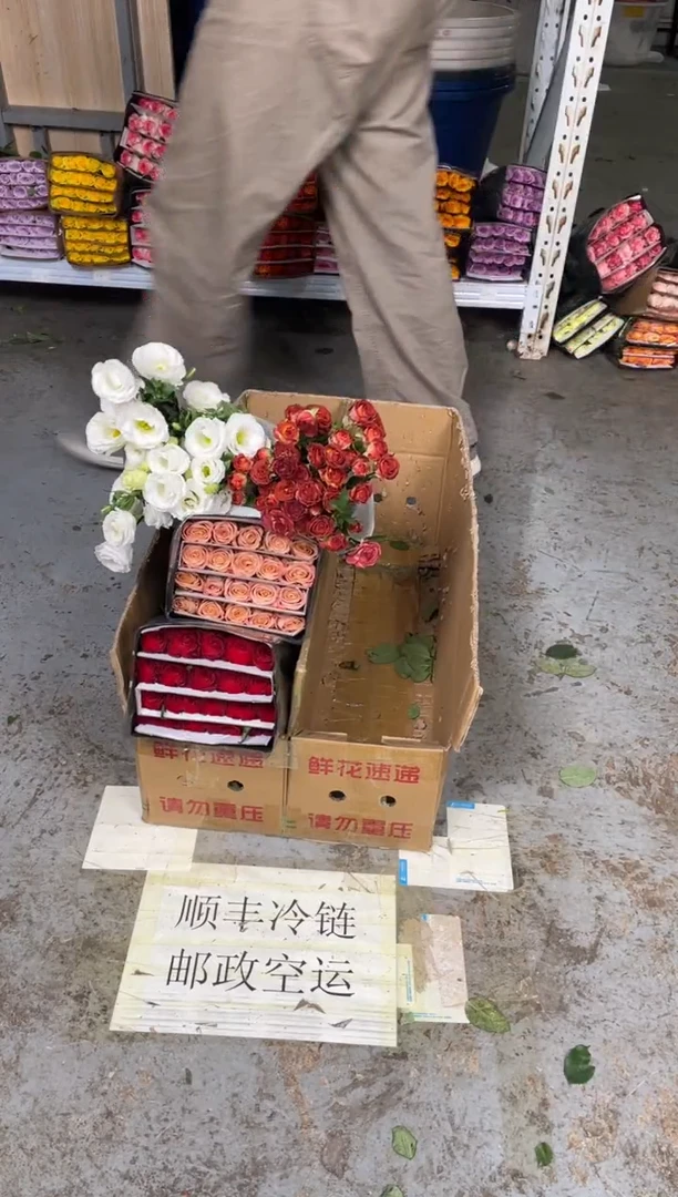 高原红5扎+卡布4扎+巧克力2扎+白桔梗400克