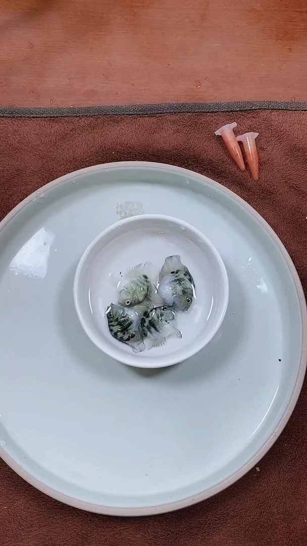 海水鱼45545454555