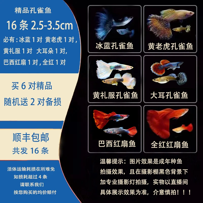 六鱼聚福全家福精选套餐小精品孔雀鱼6对送2对备损，6个品种各1对