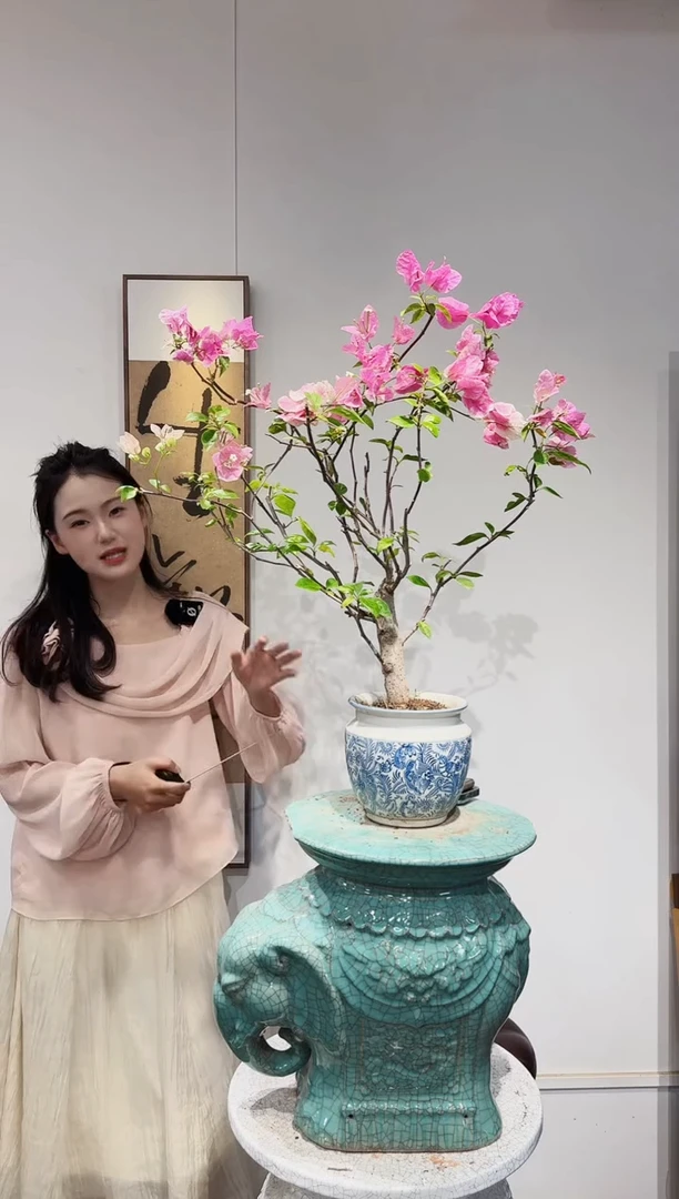 无花朵柠*?三角梅三角梅三角梅