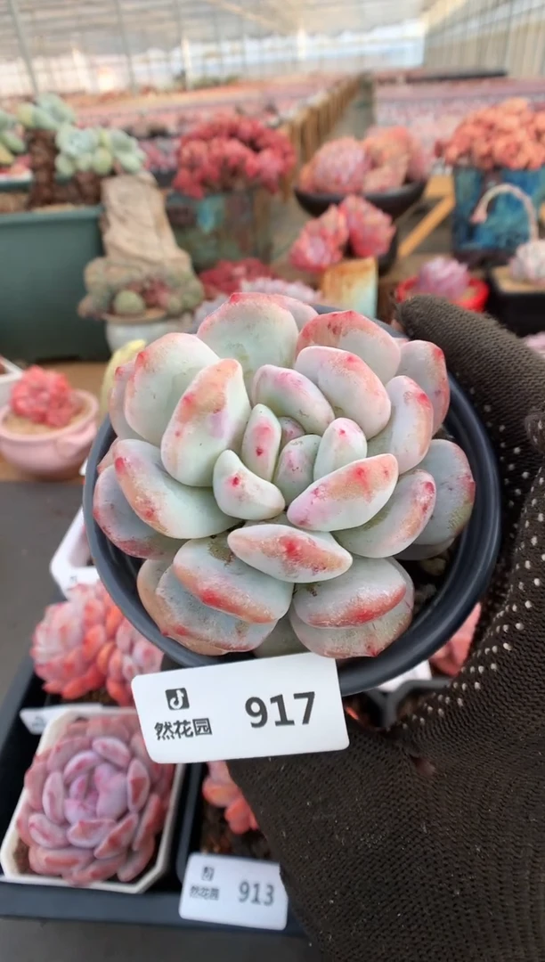 【闪购商品】917梦露石化一物一拍